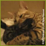 Chapter 10 - The Kittens: Week 1 - Life Begins