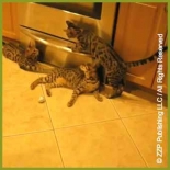 Chapter 22 - Cattitude & Cattisms
