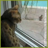 Chapter 26 - We See a Bird - Video #1