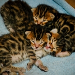 Kittens - The Early Weeks