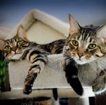 The Kittens - Young Adulthood