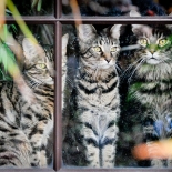The Whole Gang of Cats