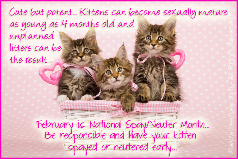 Kittens can safely be spayed or neutered at 4 months old to help prevent accidental pregnancies and for their health and well-being.