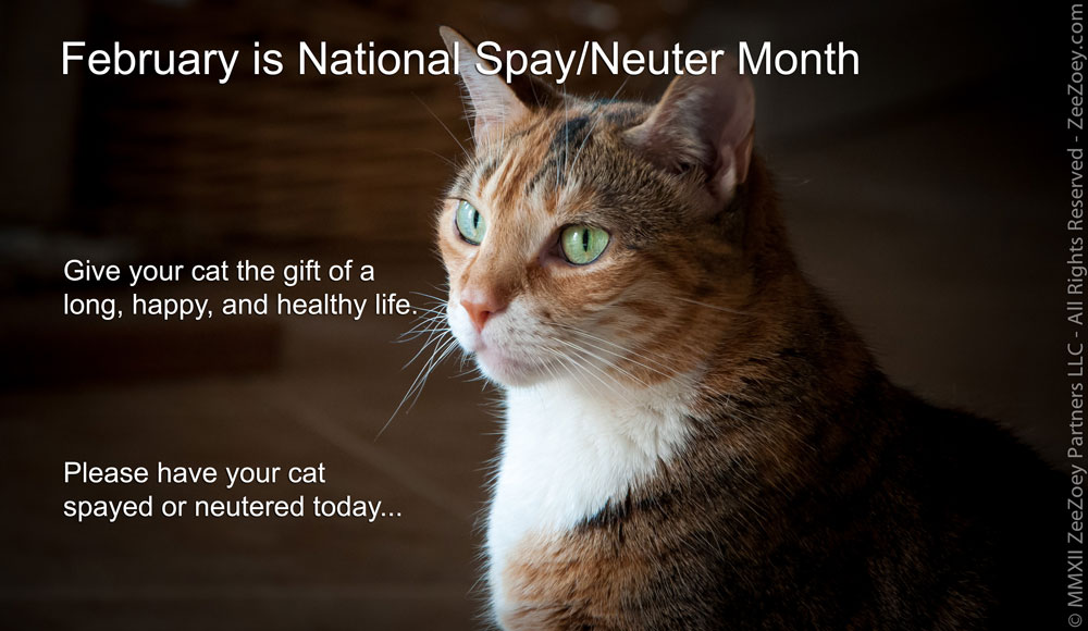 Spaying and neutering is important to keeping your cat happy, healthy, and free of certain cancers and diseases.