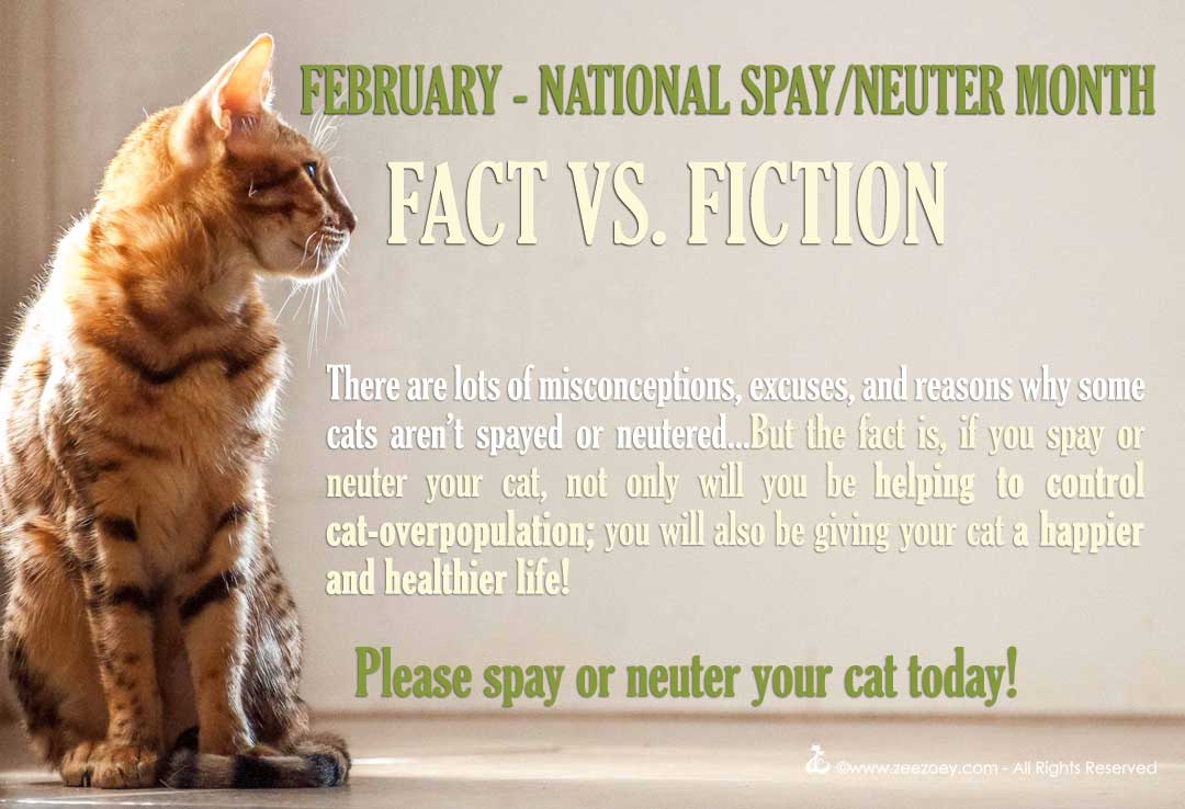 Clearing up the myths, confusion, misconceptions, and excuses why people don't spay or neuter their cat