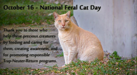  - Feral-cat-day-2013