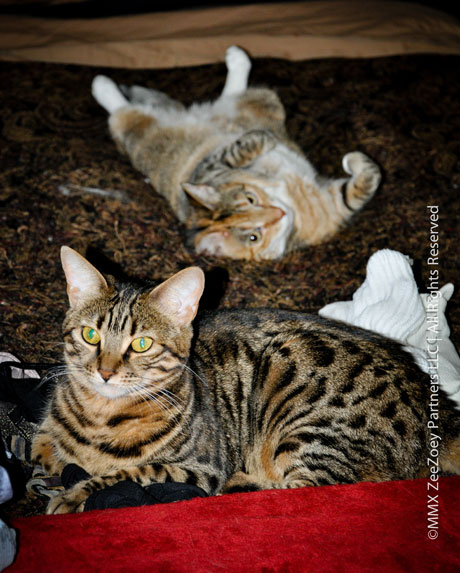 Mia and Harley on laundry