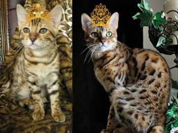 Zoey-Kitten-and-Adult