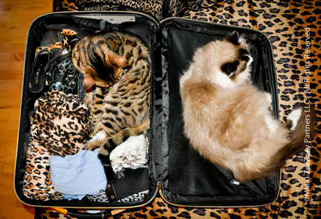 Mia-and-Jazz-in-suitcase