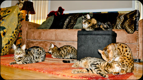 cats in office