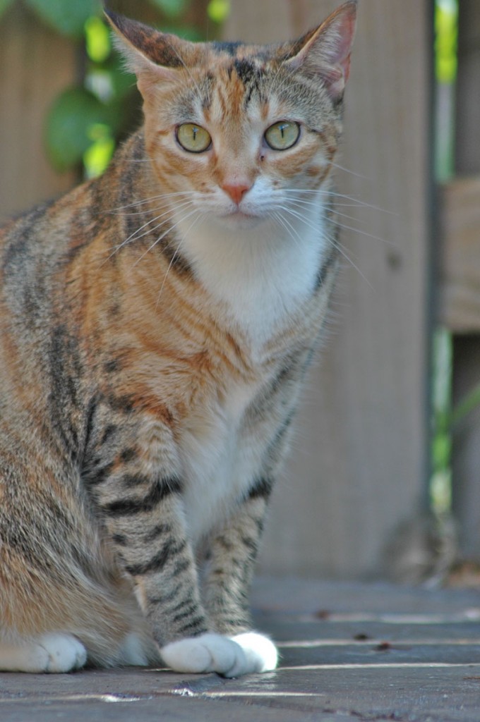 The Nature of a Cat - Tree Dweller or Bush Dweller? | Zee & Zoey's Cat ...