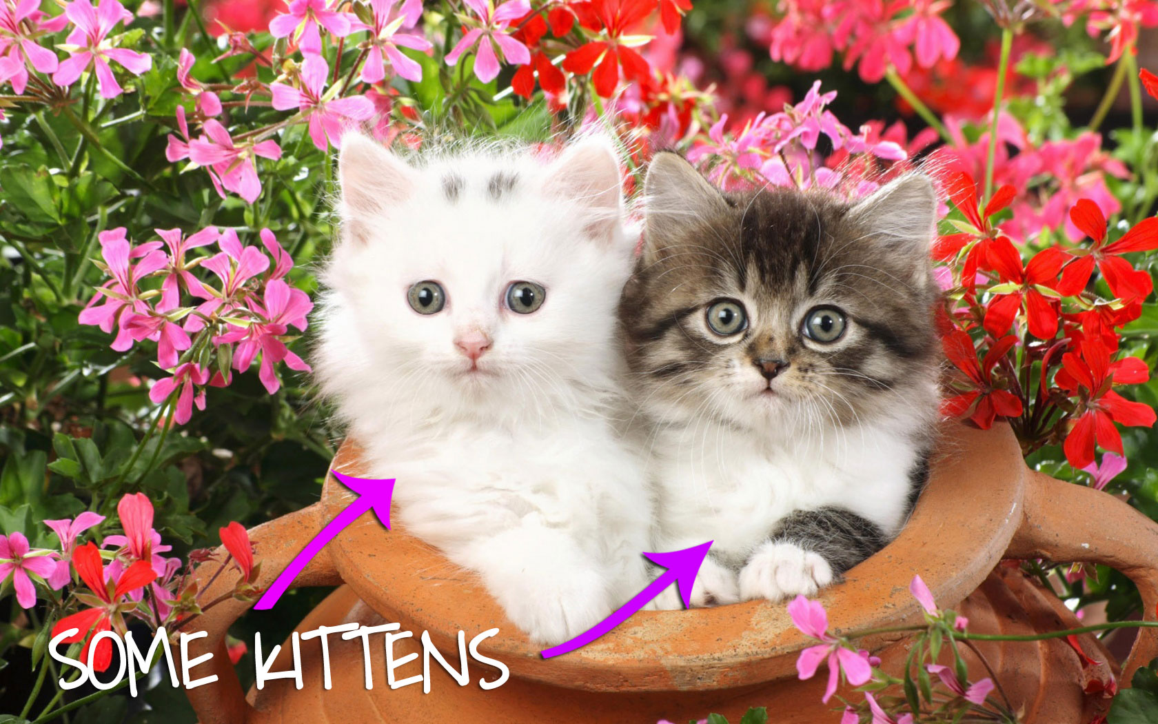 CUTE-CATS