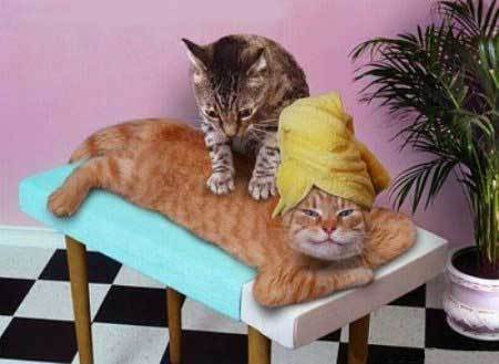 Cat massage - picture is all over the internet so must be in the public domain