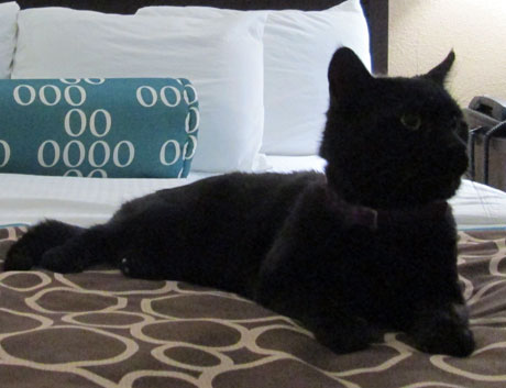 Shark's lucky black cat needs a home – East Bay Times