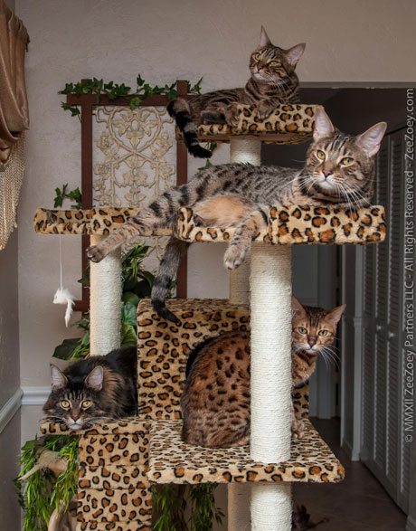 all-cats