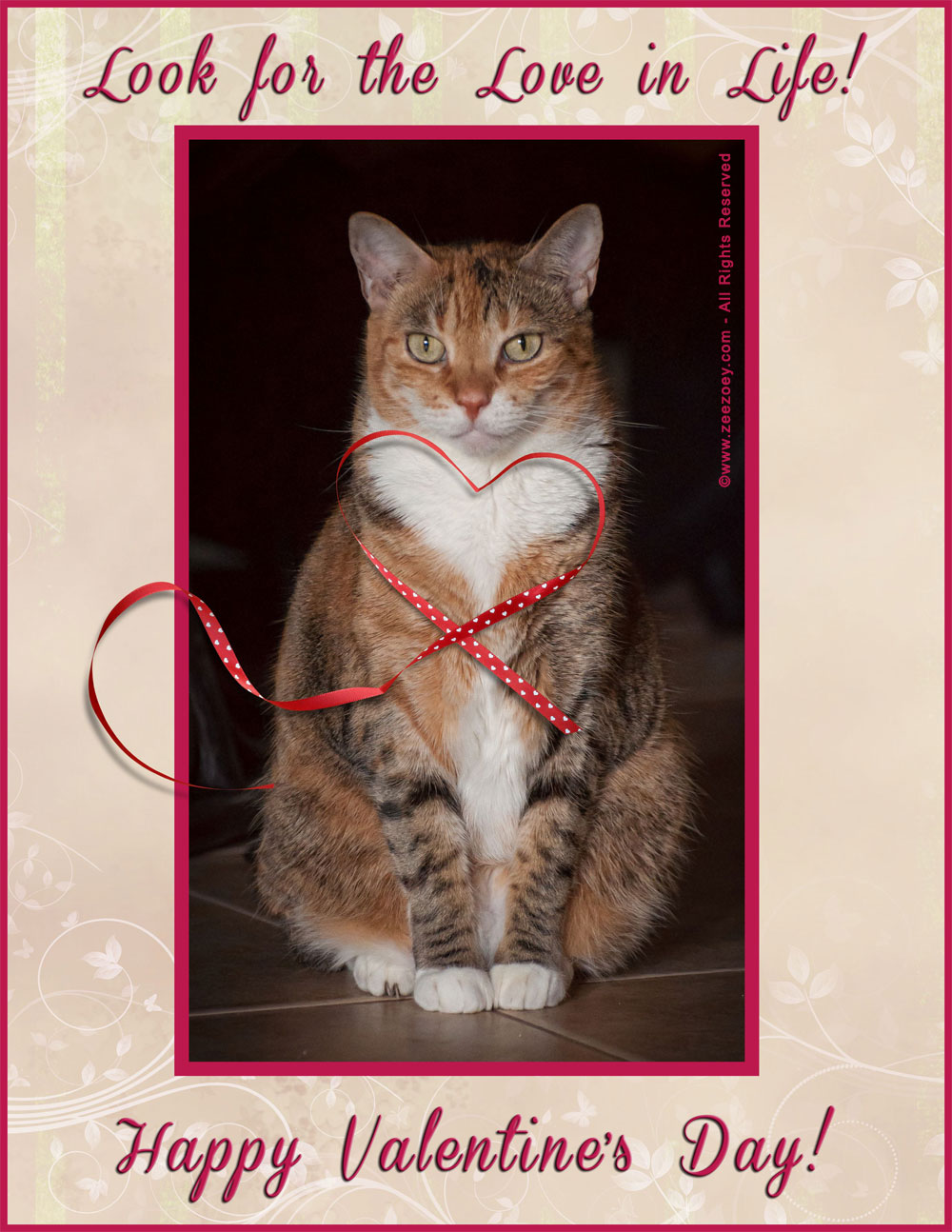 Cats that have distinguishing heart shaped markings