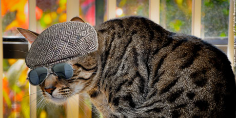 Rolz the cat from Zee & Zoey's Cat Chronicles wears a hat for Dr. Seuss Read Across America Day!