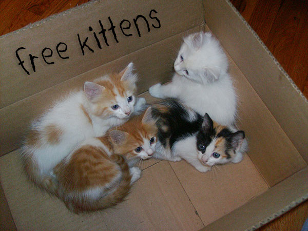 1-free-kittens