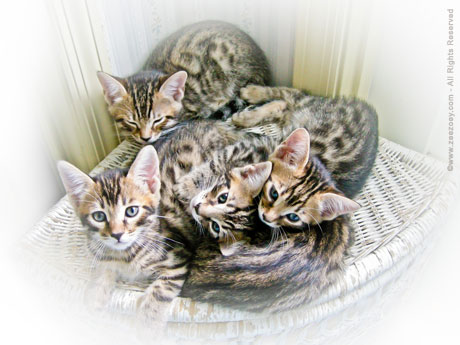 Kittens-on-hamper