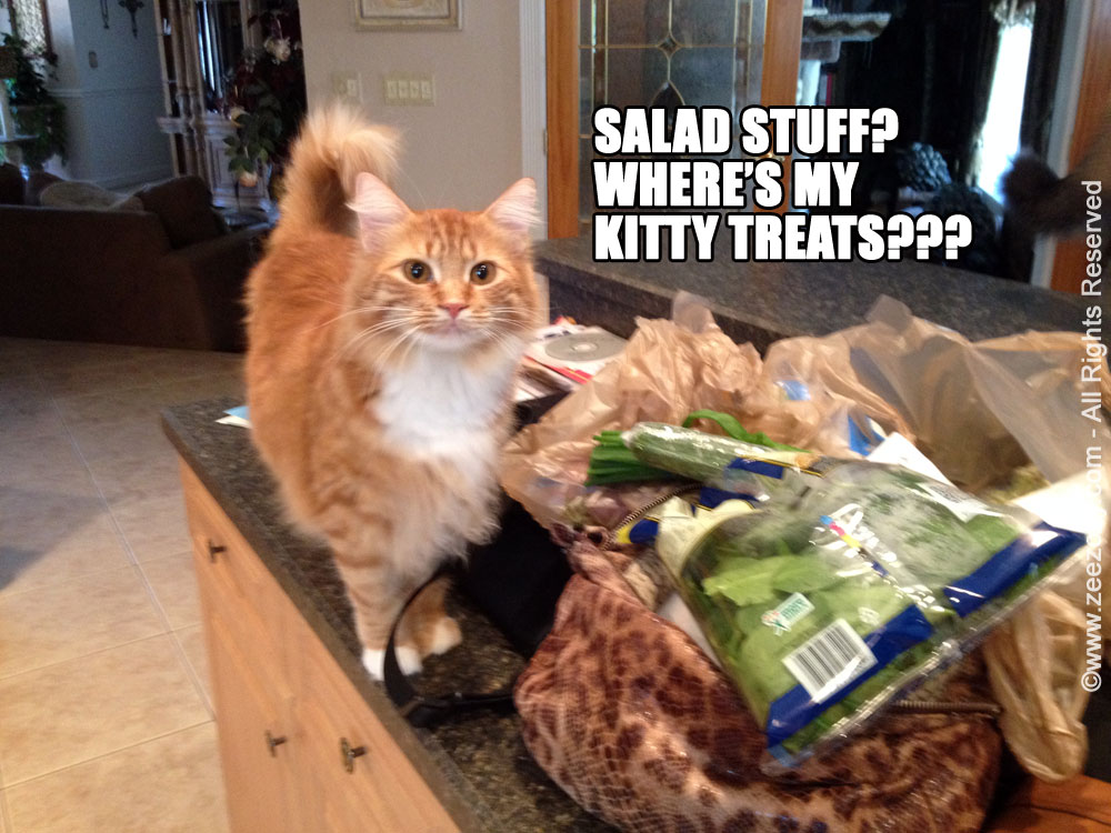 cats grocery shopping