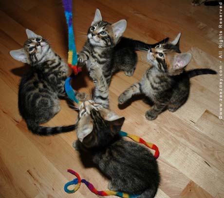 Gangs all here