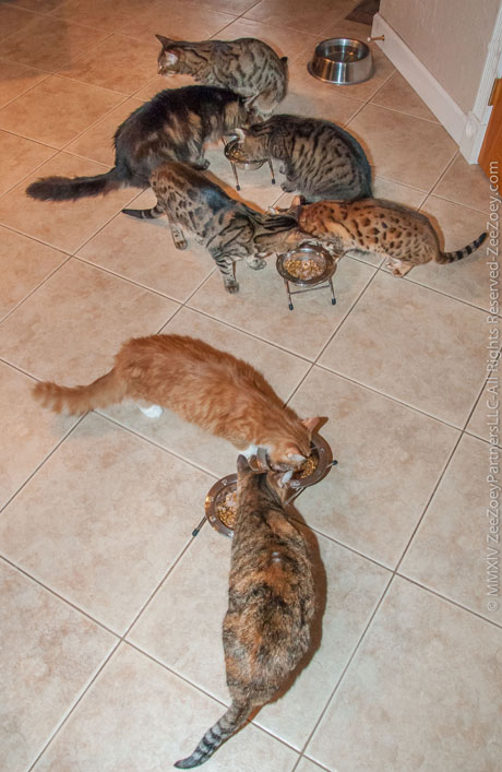 Feeding9