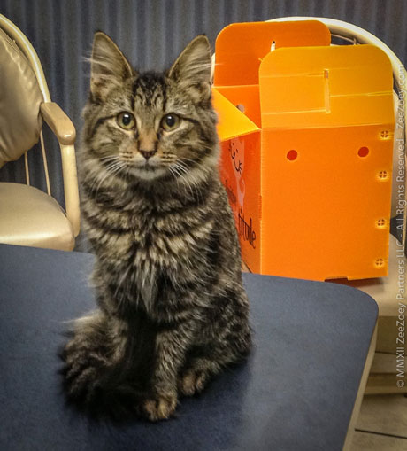 Kizmet--First-Vet