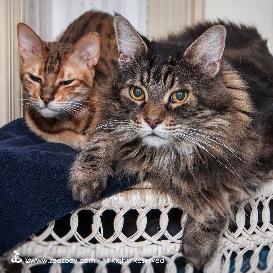 zee-and-zoey