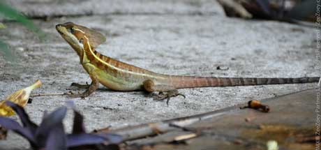 South Florida brown lizard What are the most common lizards in South Florida