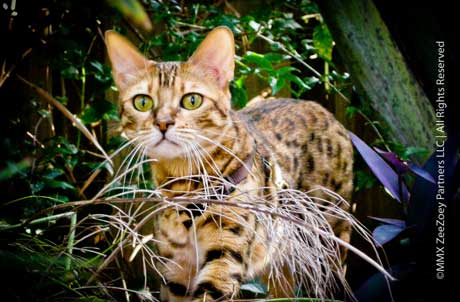 Zoey outside Bengal cats descend from the Asian Leopard Cat
