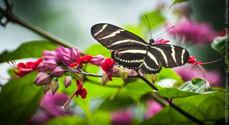 Butterfly on bleeding heart plant what plants attract butterflies in south florida