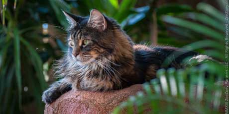 Zee outside Cats like to perch in high places for safety and security reasons