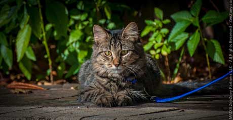 Kizmet outside Cats looking beautiful in the outdoors