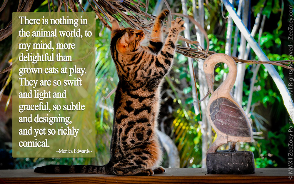 Mia playing outside Cats can be both graceful and comical at the same time