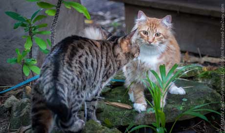 Peanut and Jazmine Cats together outside bonding