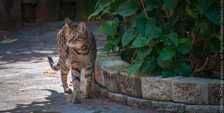 Rolz What is an old soul cat