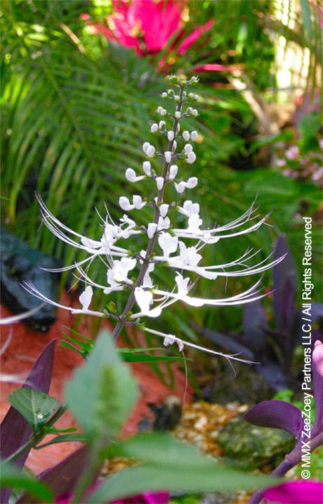 Cat Whiskers plant Java Tea Orthosiphon aristatus - cats whiskers