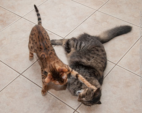 Zoey and Kizmet Cats can get territorial about certain areas in the house for no reason!