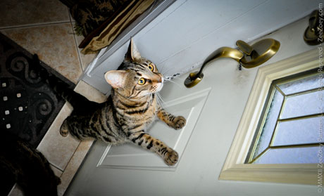 Peanut at the door It's very easy for cats to establish patterns and rituals