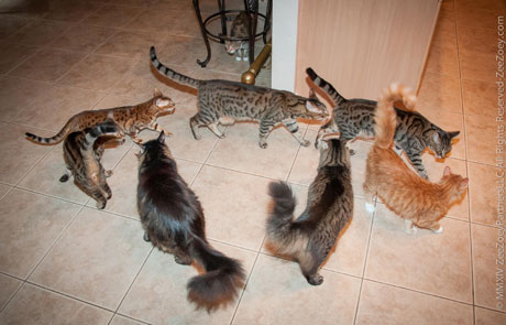 Cats circling for dinner Even though cats are fed on a regular schedule, they act like they've never eaten before!