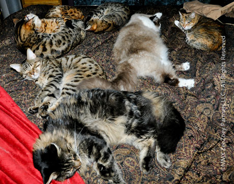 Archive image of Rolz, Mia, Zoey, Peanut, Jazz, Harley, and Zee Cats like to sleep together for companionship