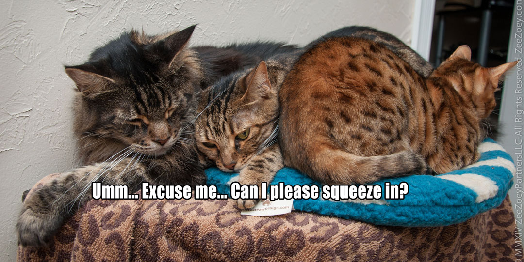 Zee, Mia, and Zoey Cats like to sleep together in small places