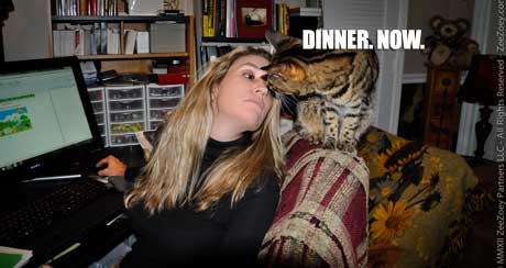 Deb and Peanut Cats like to eat dinner on a regular schedule
