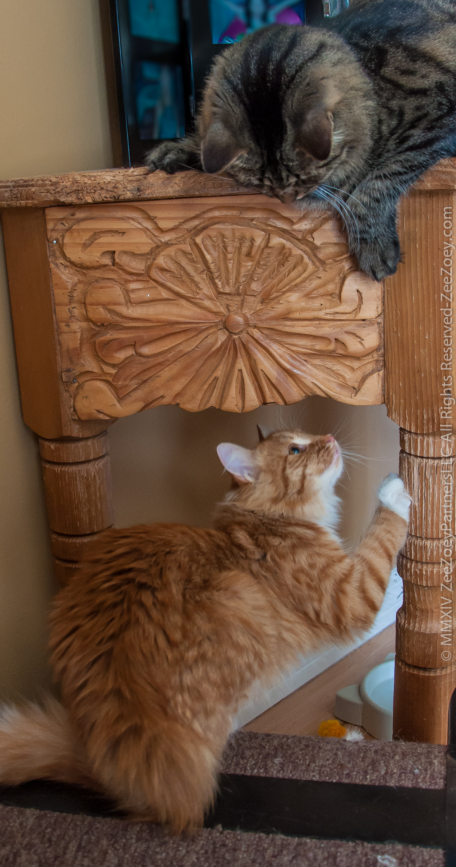 Kizmet and Jazmine playing Cats can easily get along and play with one another.