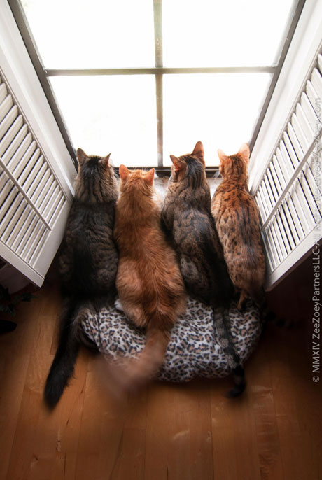 Kizmet, Jazmine, Mia, and Zoey Cats can spend hours watching birds and squirrels outside from the window.
