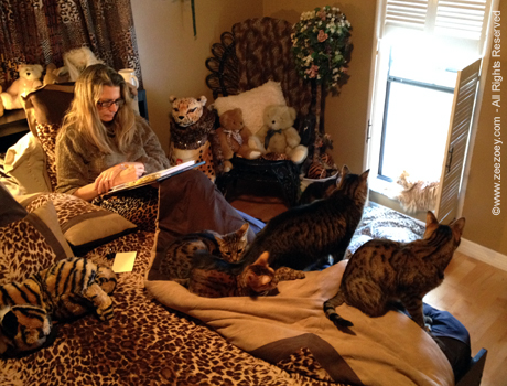 Deb and her feline gang Cats can help lower stress in people.