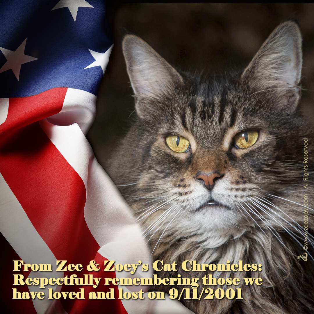 Zee and flag Zee with American flag for 9-11-2001