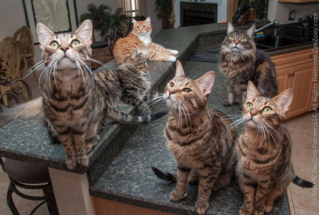 Peanut, Rolz, Mia, Kizmet, Jazmine, and Zee zee-and-gang