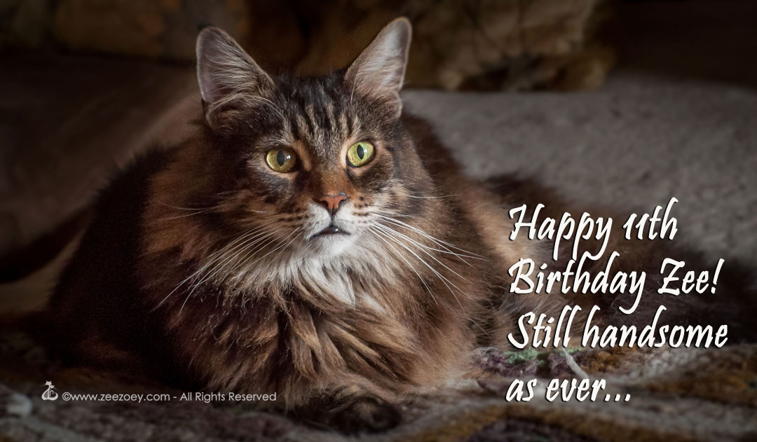 Zee Zee from Zee and Zoey's Cat Chronicles turns 11