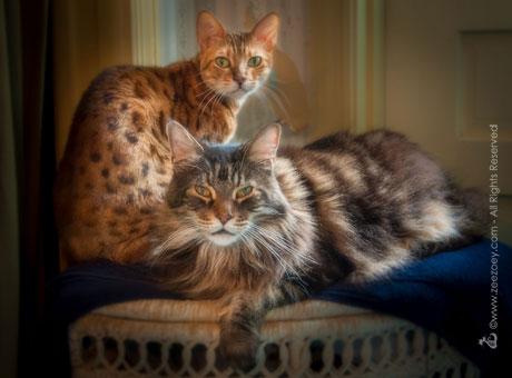 Zee and Zoey Zee and Zoey from Zee and Zoey's Cat Chronicles